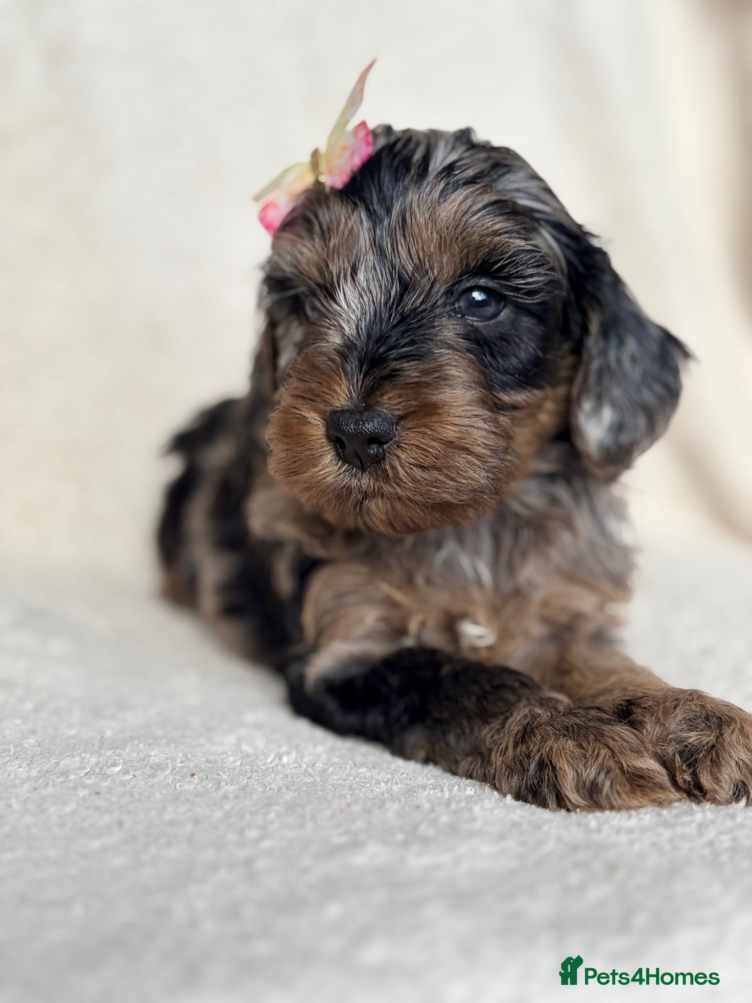 Cockapoo dogs Unique and exquisite pups  - Advert 1