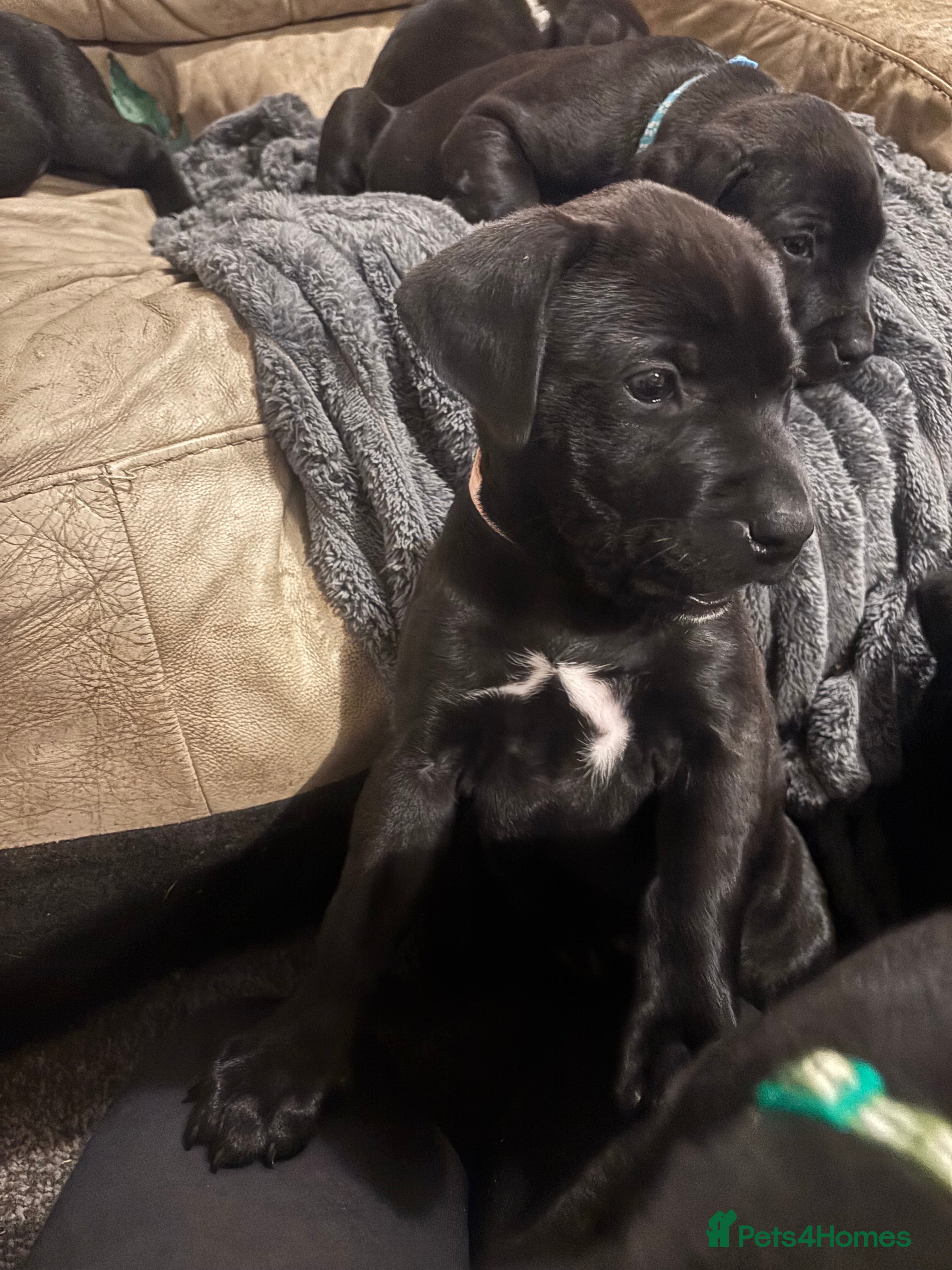 Mixed Breed dogs 8 week little Staffador lady  - Advert 1