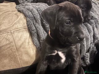 Mixed Breed dogs 8 week little Staffador lady - Advert 1