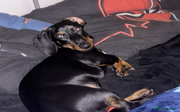 Dachshund dogs for sale: 1 year old miniature dachshund  - Image 3