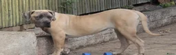 Boerboel dogs for sale: SABBS REGISTERED KENNEL - Advert 4