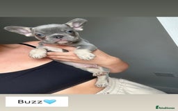 French Bulldog dogs for sale: 1 Gorgeous Lilac & Cherry Tan Girl Frenchie LEFT - Image 5