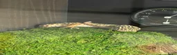 Leopard Gecko reptiles for sale: male leopard gecko in Bedlington - Advert 2