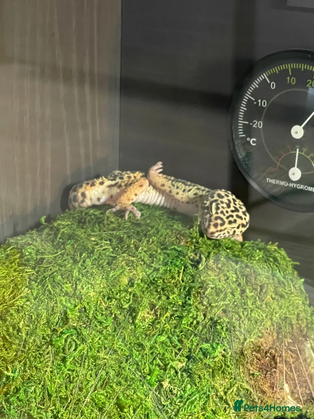 Leopard Gecko reptiles for sale: male leopard gecko in Bedlington - Advert 2