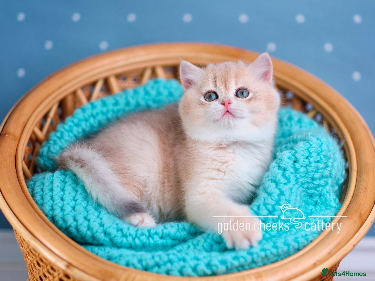 British Shorthair cats Exceptional Kittens from Outstanding Bloodlines  - Advert 2
