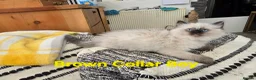 Ragdoll cats for sale: Beautiful ragdolls - Advert 22