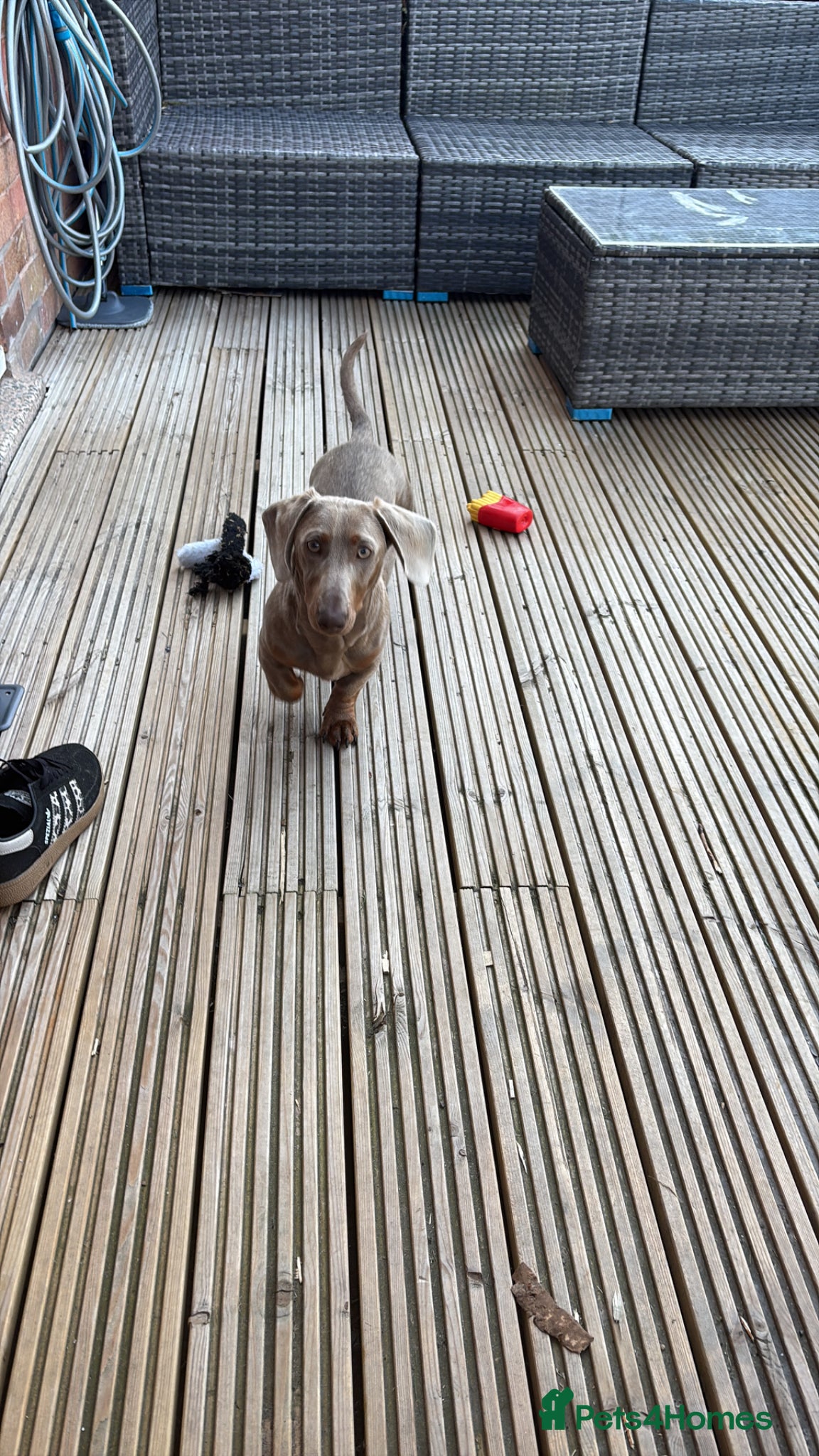 Miniature Dachshund dogs Ronnie miniature dachshund  - Advert 3