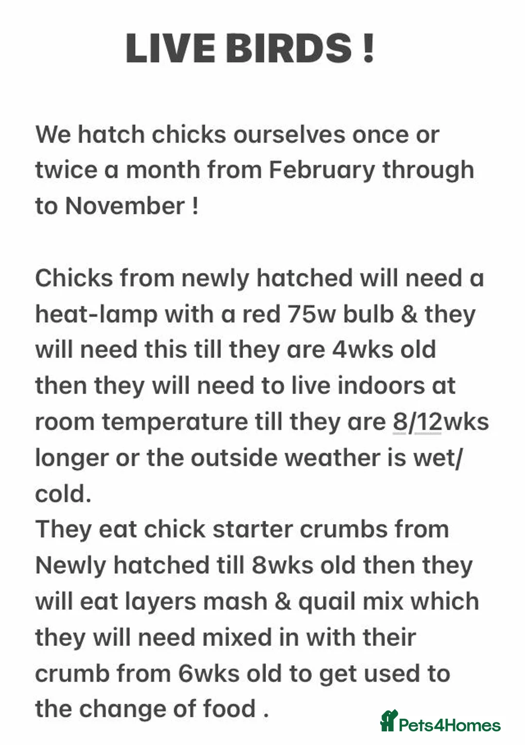 Quail poultry for sale: QUAILS/CHINESE PAINTED BUTTONS ! - Advert 40