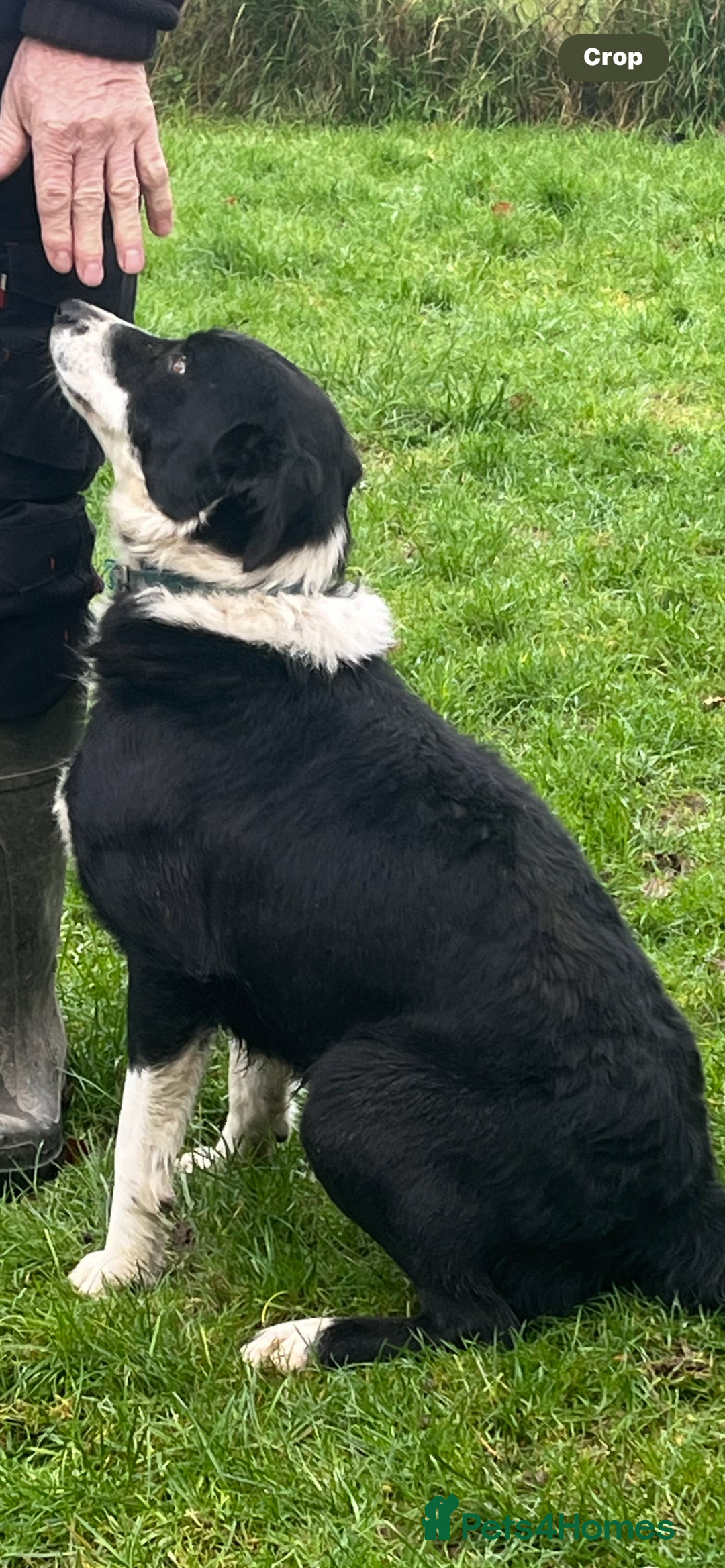 Border Collie dogs for sale: Border Collie Bitch - Advert 3