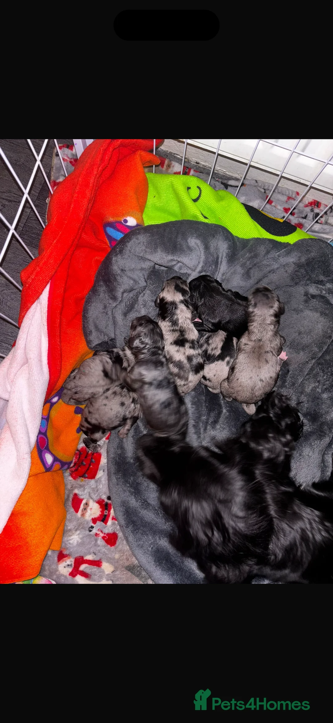 Cockapoo dogs for sale: Beautiful cockerpoo F1 puppies  - Advert 11