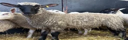 Sheep livestock for sale: Ewe Lambs - Advert 7
