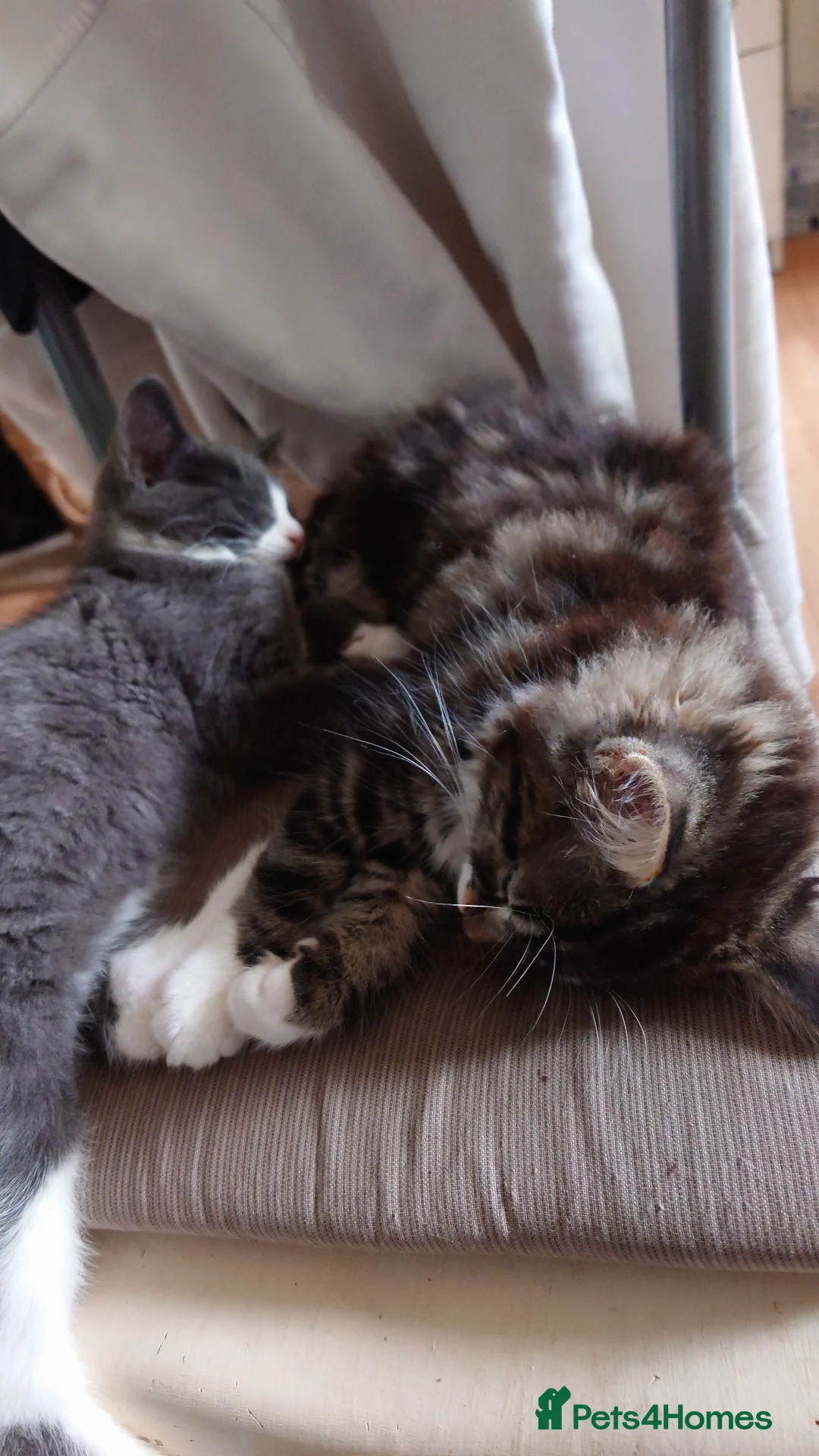 Mixed Breed cats for sale: HWe have 2boys,11 weeks old ready garden house pls - Advert 14