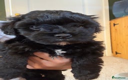 Yorkiepoo dogs for sale: Beautiful puppies  - Image 7