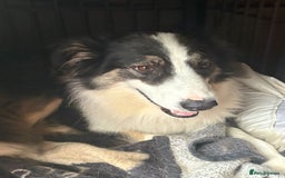 Mixed Breed dogs for adoption: Fern  - Image 2