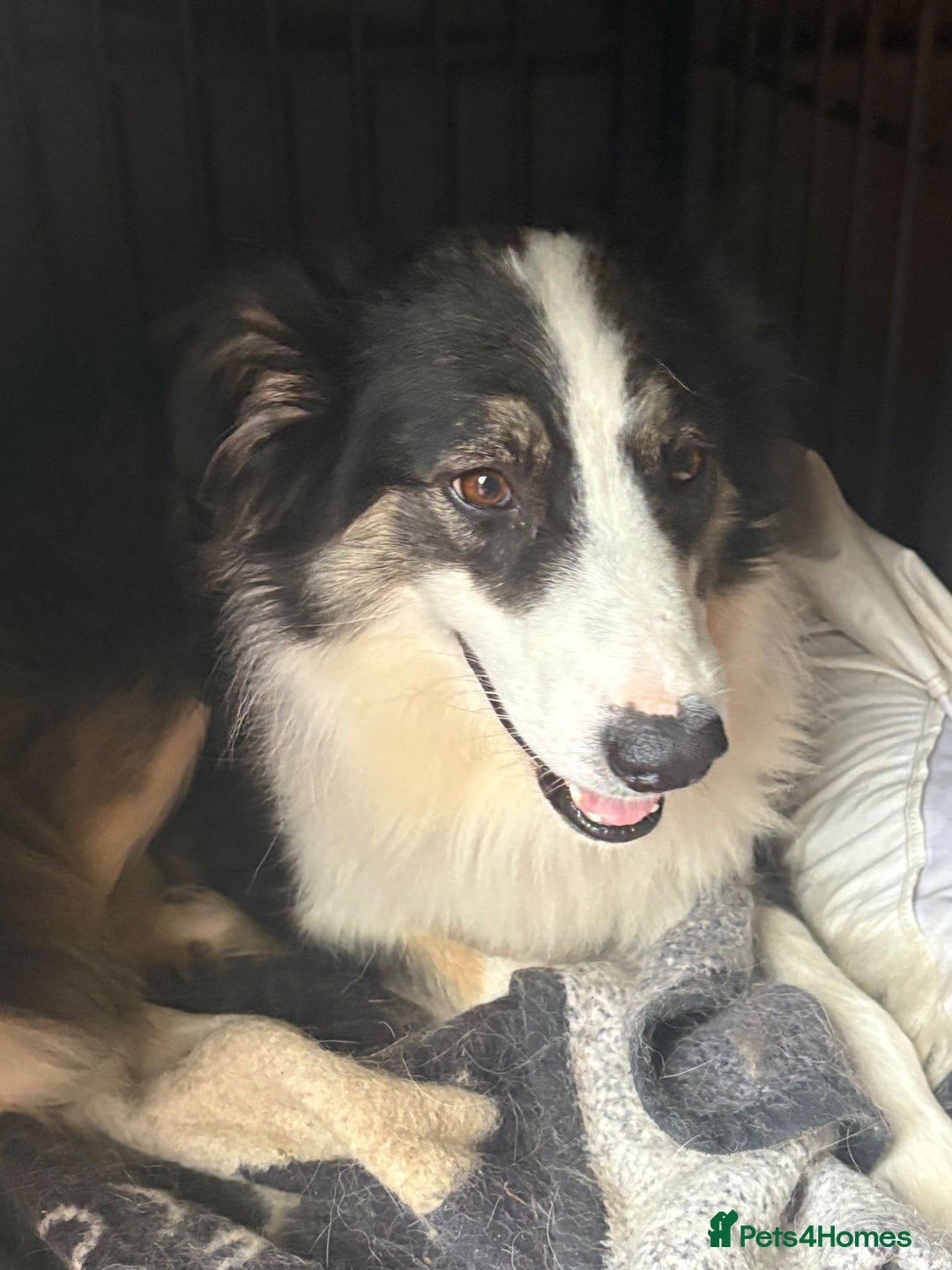Mixed Breed dogs for adoption: Fern  - Image 2