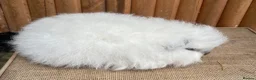 Guinea Pig rodents for sale: Swiss teddy baby sow  - Advert 6