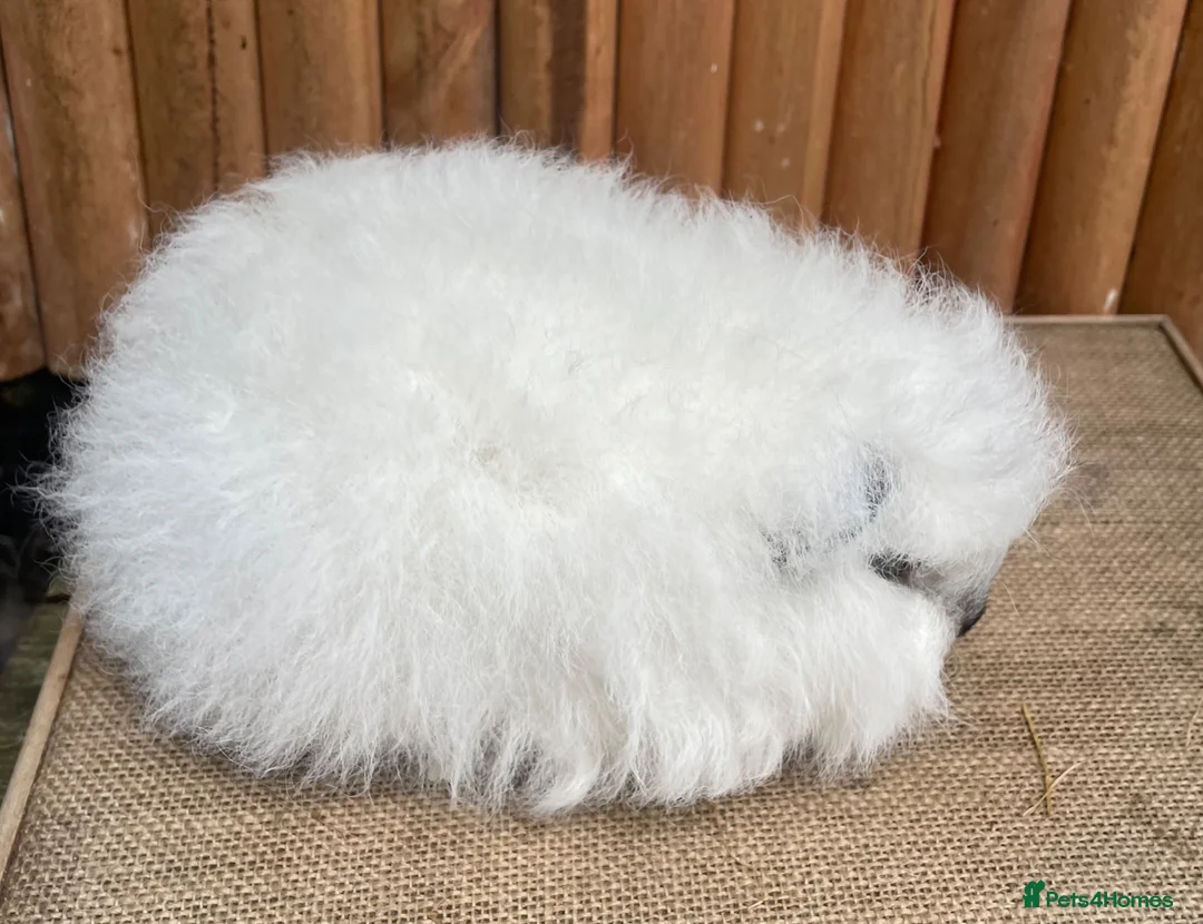 Guinea Pig rodents for sale: Swiss teddy baby sow  - Advert 6