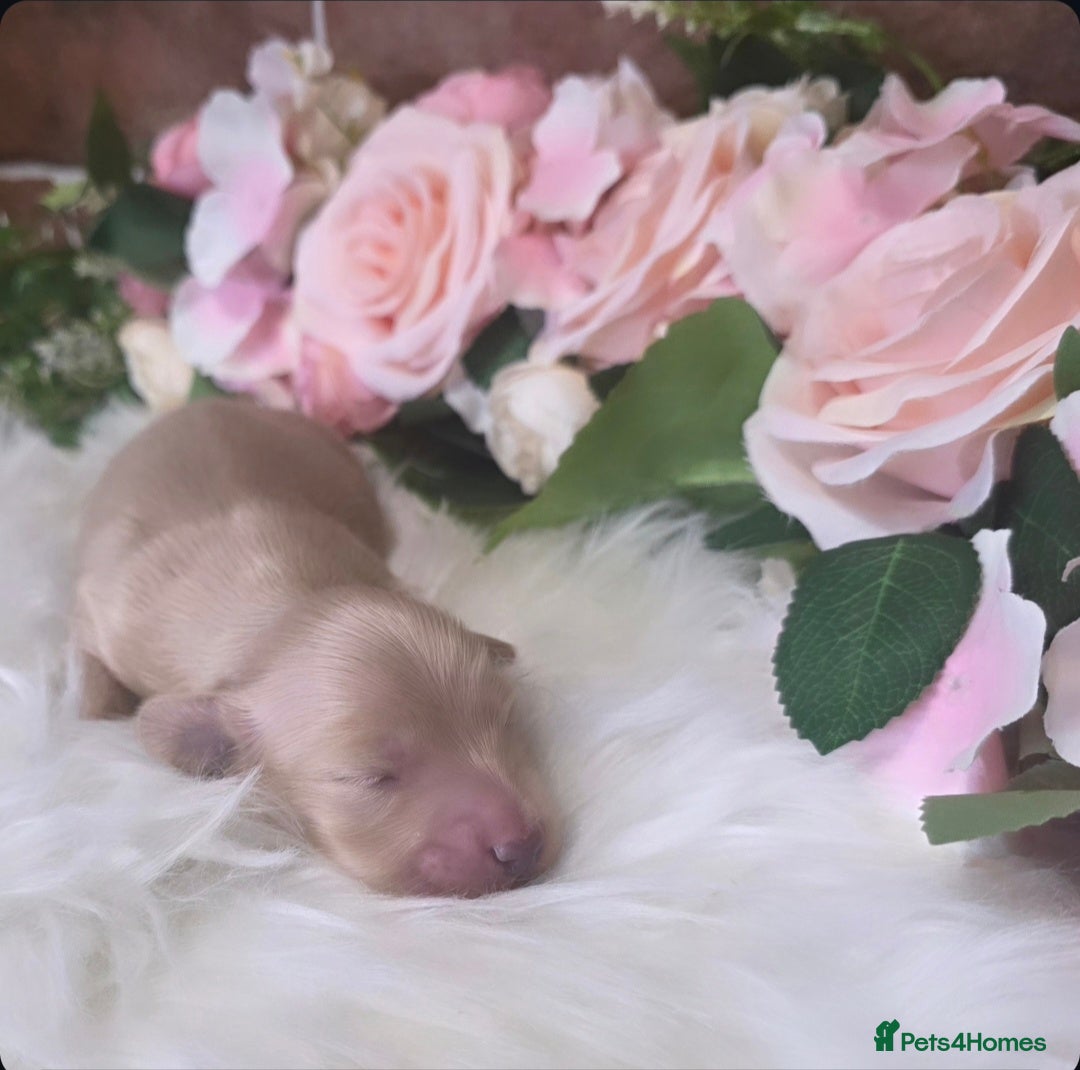 Miniature Dachshund dogs for sale: Stunning Cream Miniture Dachshund puppy 5  - Image 3