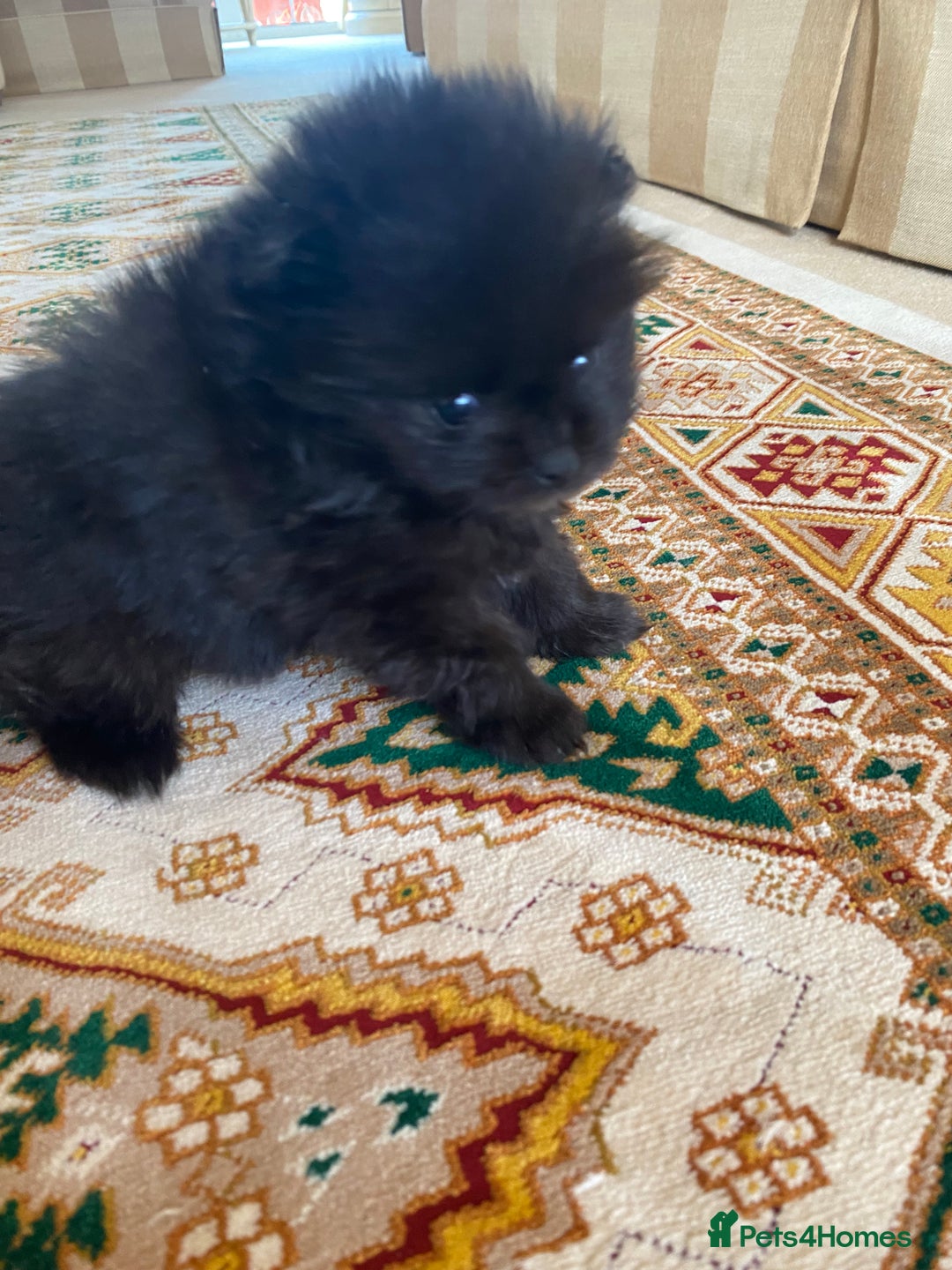 Pomeranian dogs for sale: Stunning litter merl Pomeranian - Image 31