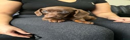 Dachshund dogs for sale: Miniature Dachshund puppies - Advert 6
