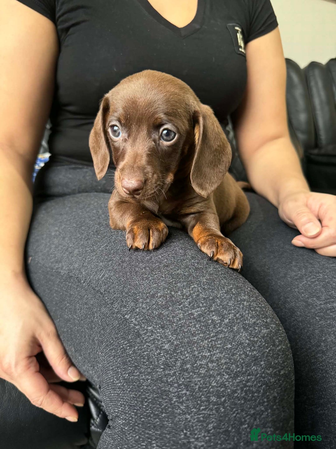 Dachshund dogs for sale: Miniature Dachshund puppies - Advert 6