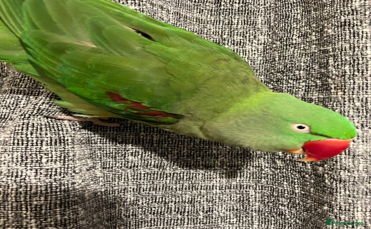 Parakeets birds - Advert 1