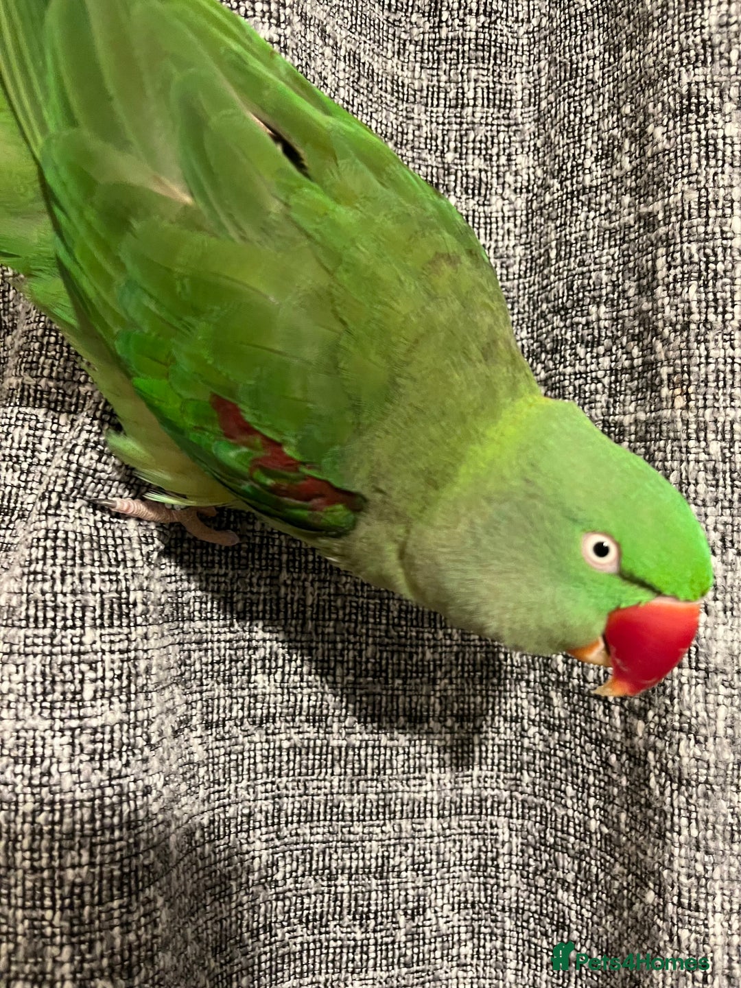 Parakeets birds for sale: Alexandrine parakeet - Image 1