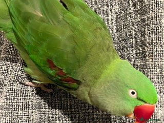 Parakeets birds - Advert 19