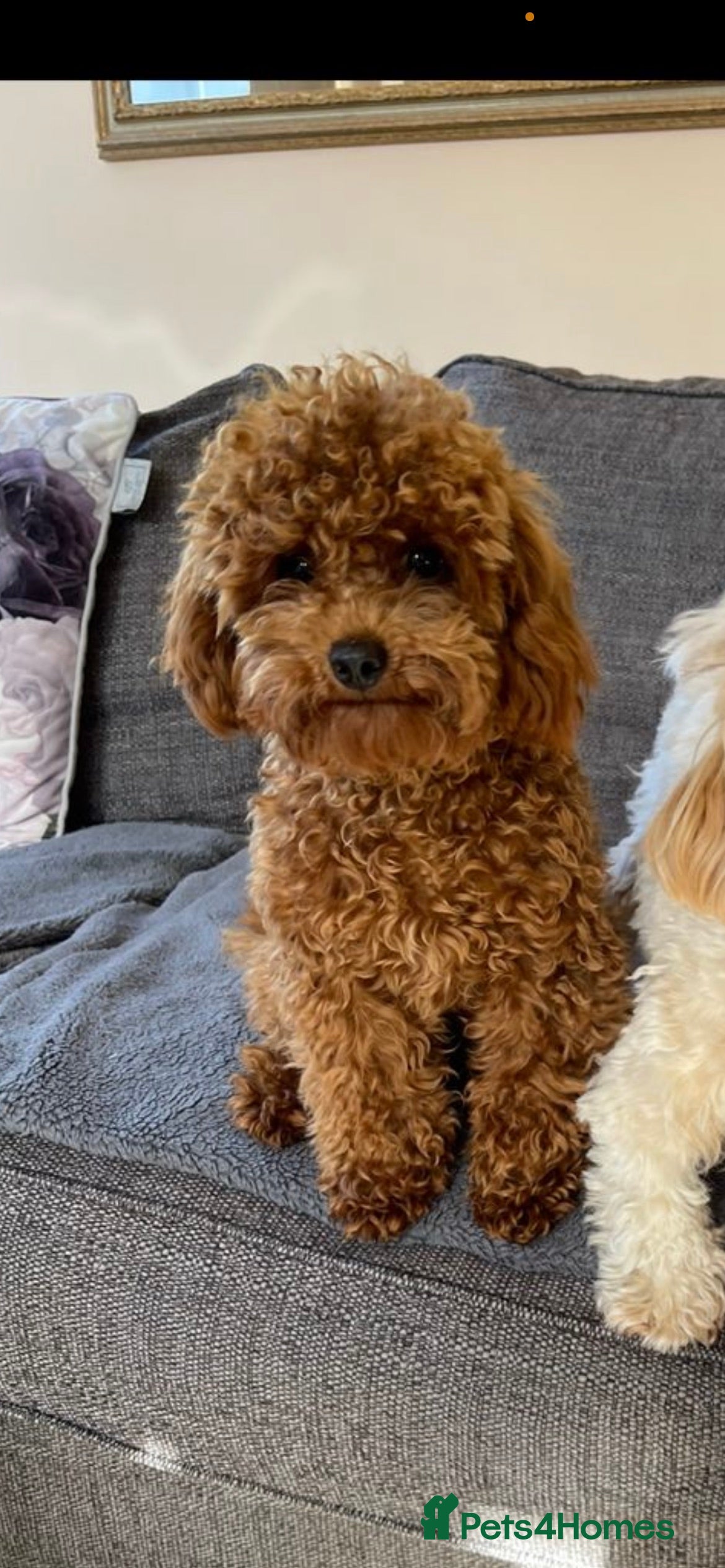 Toy Poodle dogs KC Red Toy Poodle in Cardigan - Advert 1