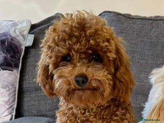 Toy Poodle dogs in Cardigan - Advert 4