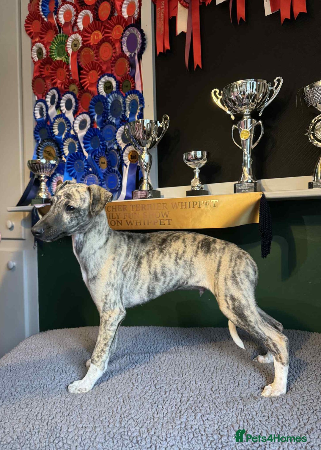 Fawn Beardie Puppies Brindle Bearded Collie X Whippet Blue Fawn