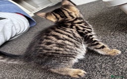 Mixed Breed cats for sale: 5 beautiful kittens looking for their forever home - Image 2