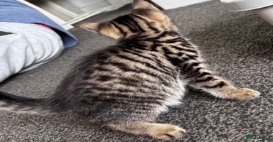 Mixed Breed cats - Advert 8