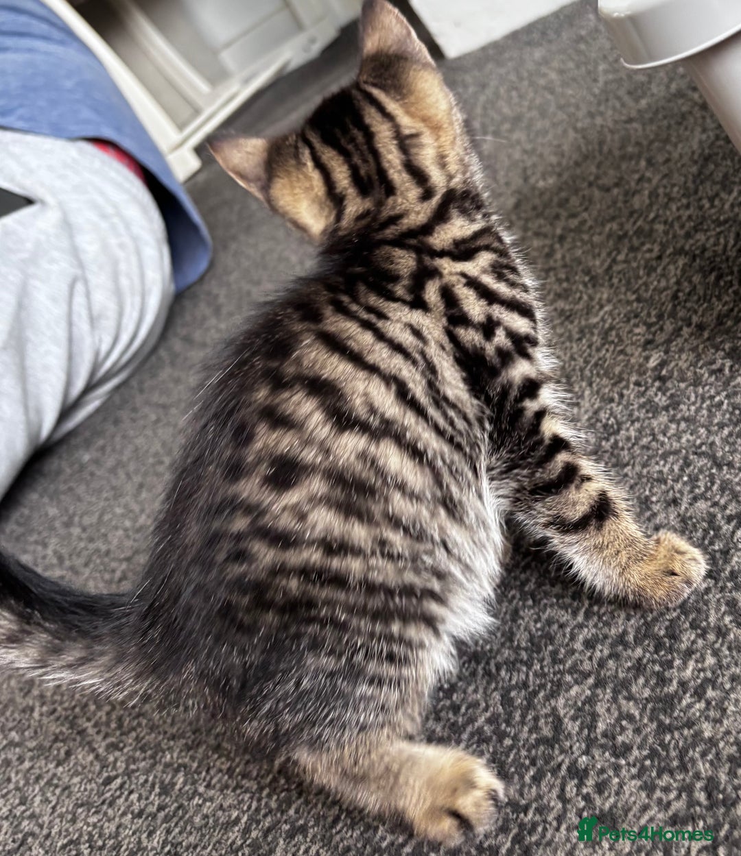 Mixed Breed cats for sale: 5 beautiful kittens looking for their forever home - Image 2