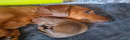 Miniature Dachshund dogs for sale: Miniature Dachshunds (short-haired) - Advert 10