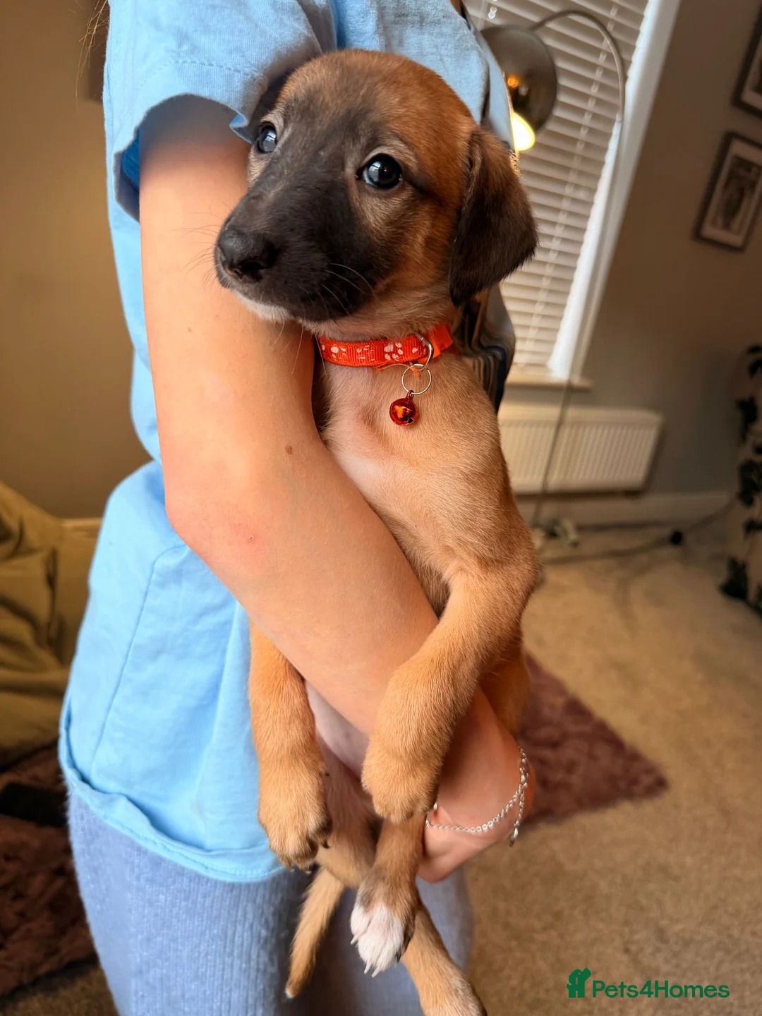 Mixed Breed dogs for sale: All Girls Greyhound/Whippet/Lurcher Cross Puppies! - Advert 23