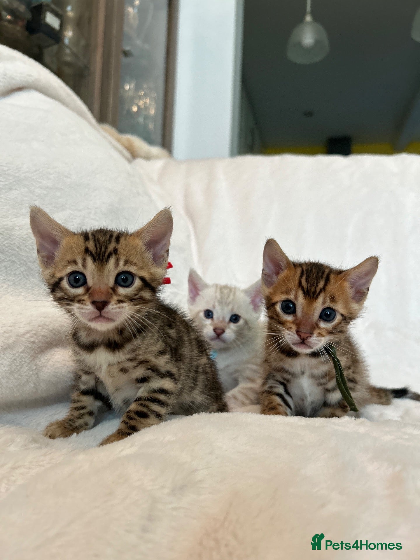 Bengal cats Stunning Pure Bengal Kittens Ready For Reservation - Advert 4