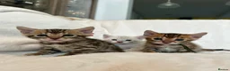 Bengal cats for sale: Stunning Pure Bengal Kittens Ready For Reservation - Advert 1