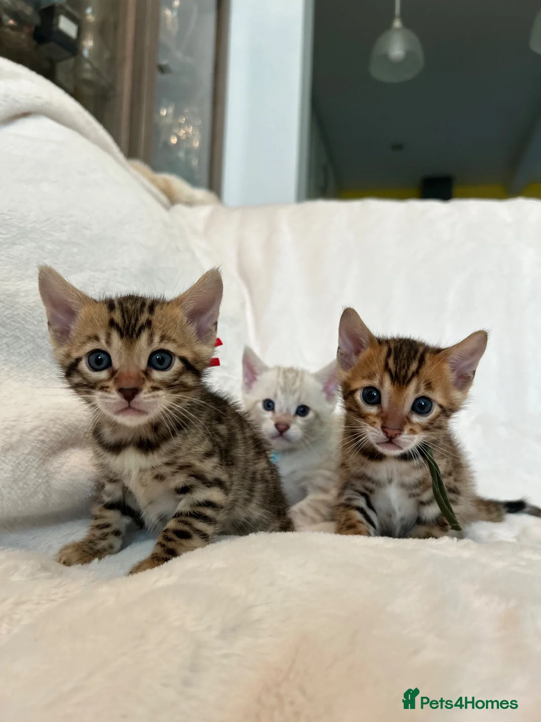 Bengal cats for sale: Stunning Pure Bengal Kittens Ready For Reservation - Advert 1