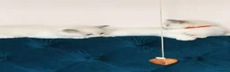 Ragdoll cats for sale: 🤍 BEAUTIFUL RAGDOLL KITTENS – READY NOW  - Advert 9