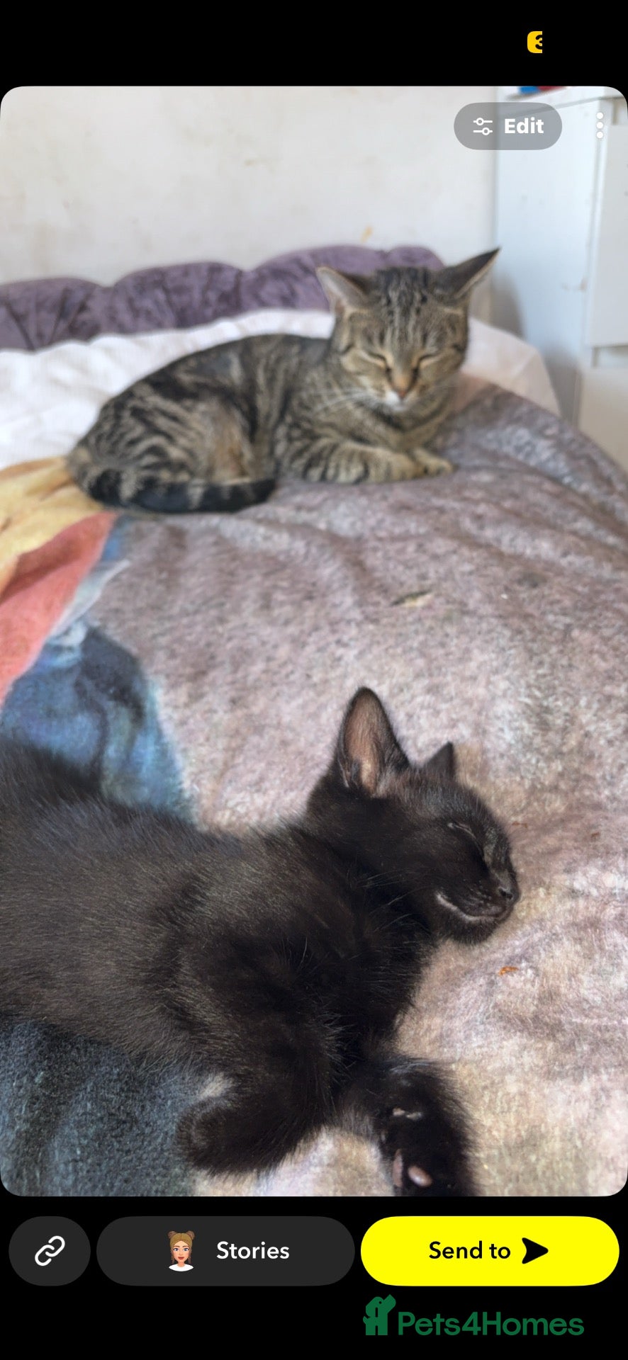 Mixed Breed cats Kitten - Advert 1