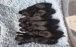 Mixed Breed dogs for sale: BUDDYBEAR - Image 9