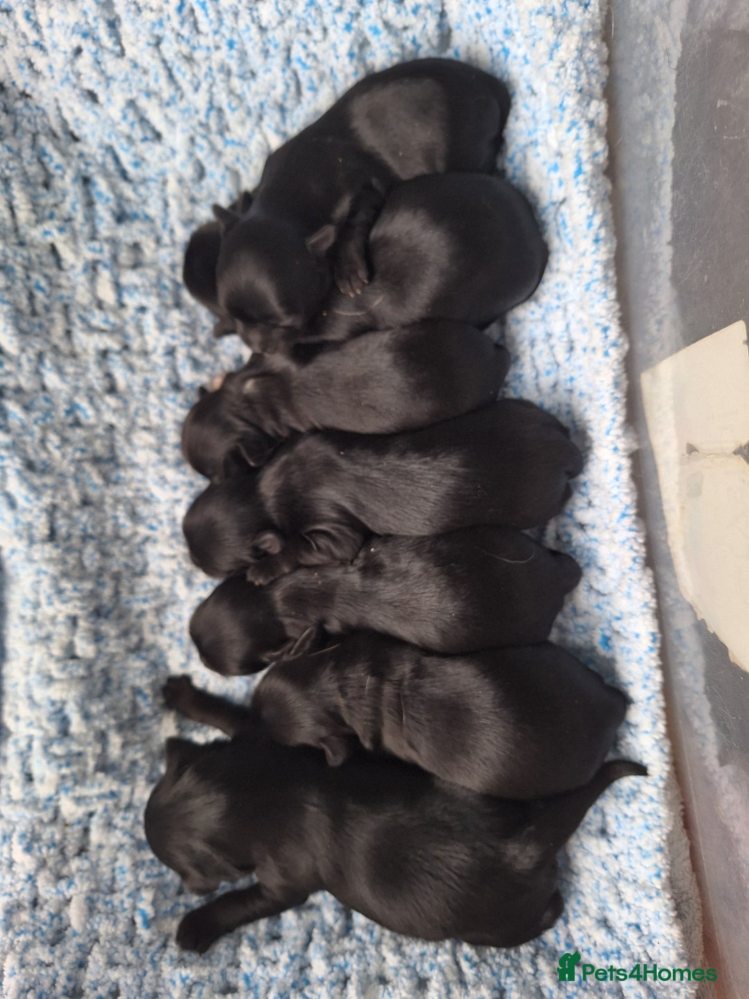 Mixed Breed dogs for sale: BUDDYBEAR - Image 9