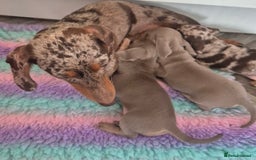Miniature Dachshund dogs for sale: Beautiful Miniature Dachshunds  - Image 6