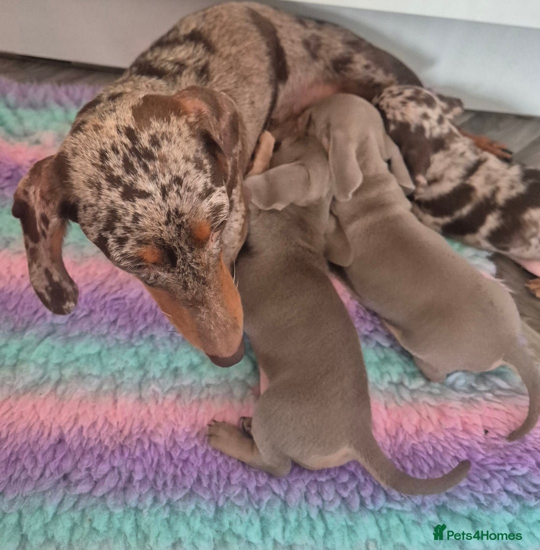 Miniature Dachshund dogs for sale: Beautiful Miniature Dachshunds  - Image 6
