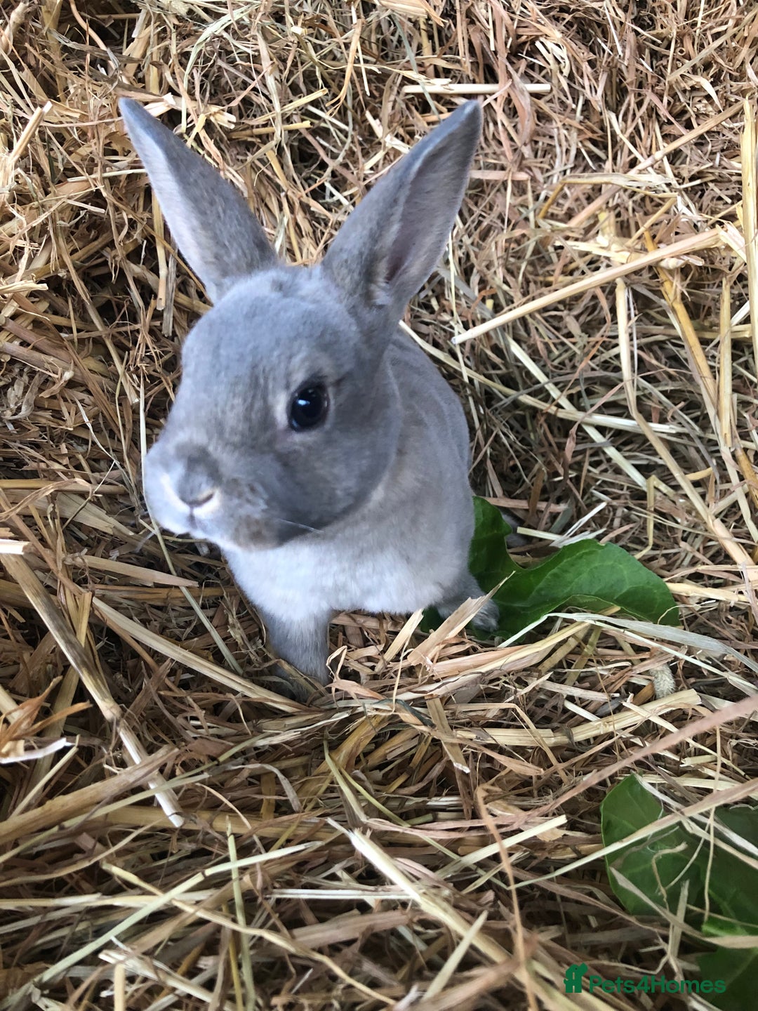 Rex rabbits for sale: Beautiful Pure Breed Velvet Mini Rex babies 🐰  - Advert 14