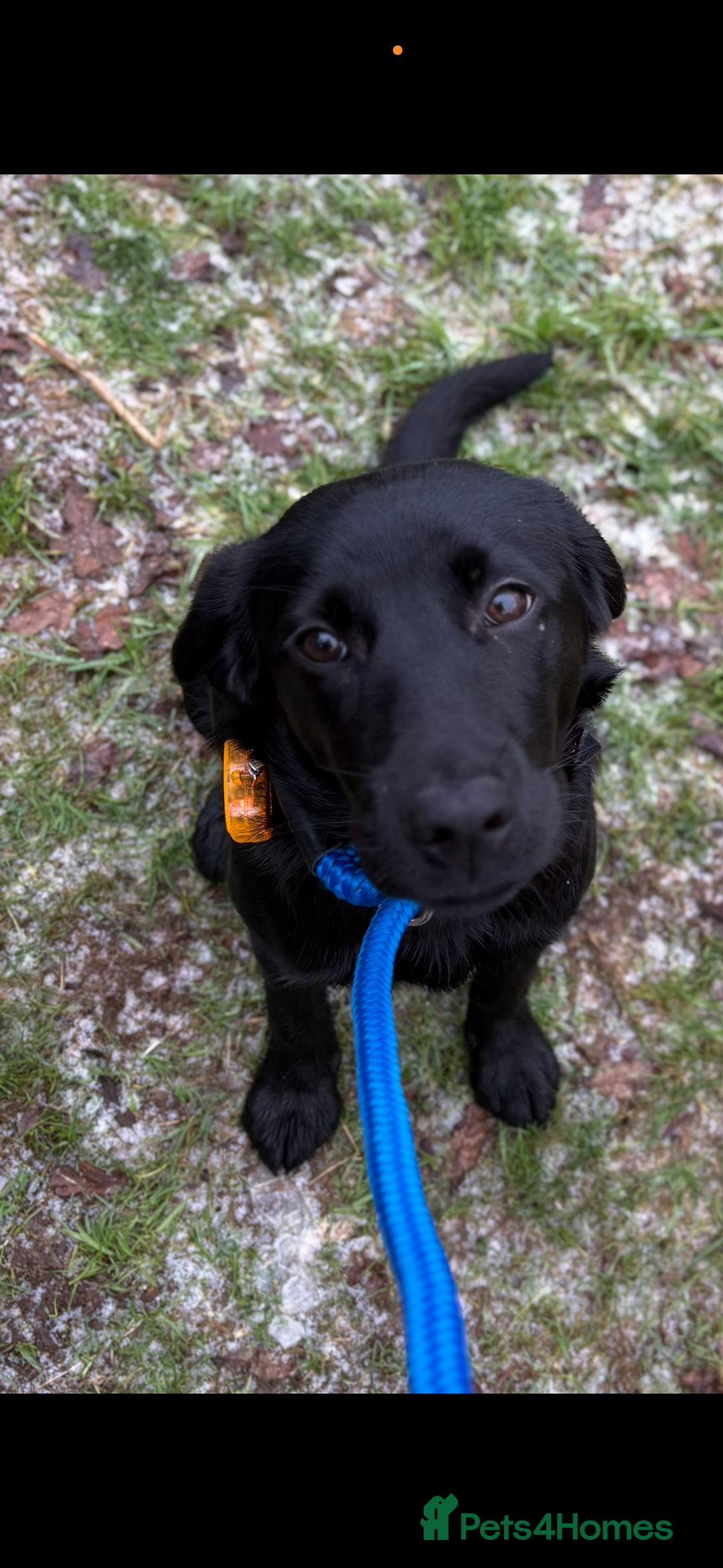 Mixed Breed dogs for sale: Labrador X Collie - Advert 2
