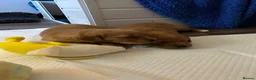Golden Retriever dogs for sale: Beautiful dark red golden retriever puppies  - Advert 8
