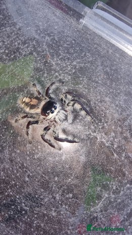Tarantulas invertebrates in London - Advert 2