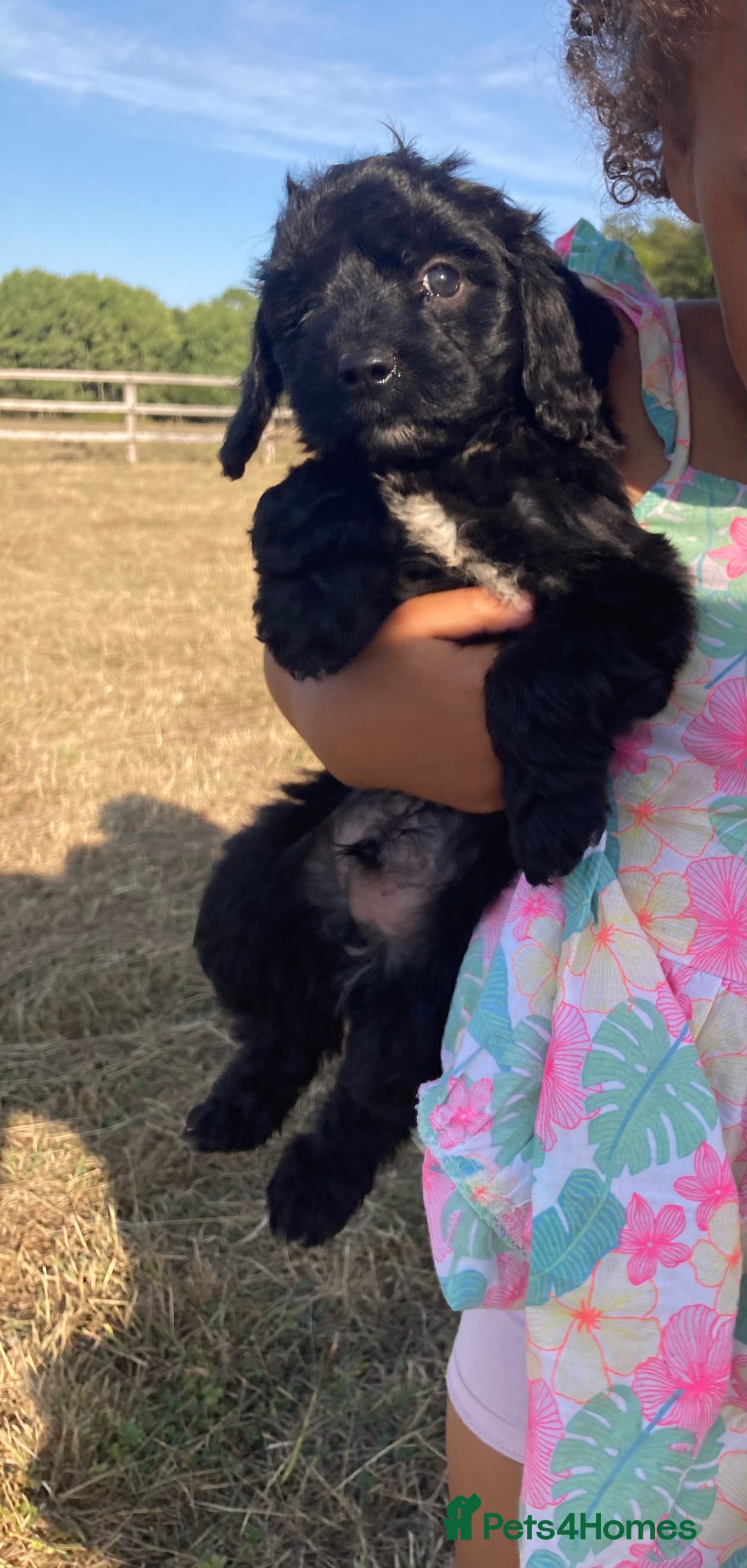 Cockapoo dogs for sale: Cockapoos  - Image 9